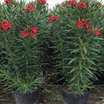 Oleander obyčajný (Nerium oleander) ´RED CARPET´- výška 80-100 cm, kont. C15L (-10/-12°C) - VIACKMENNÝ